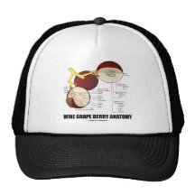 Wine Grape Berry Anatomy (Scientific Diagram) Hats