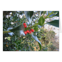 Winter Berries Greeting Card
