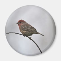 Winter Birds Fridge Magnet