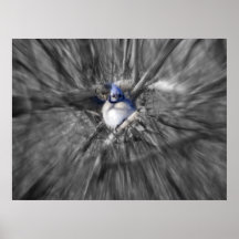 Winter Blue Jay Poster
