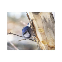 Winter Blue Jay Stretched Canvas Print