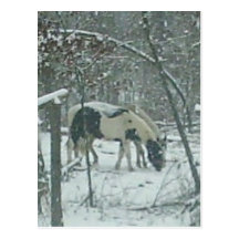 Winter Horses Postcard