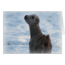 WINTER LAMANCHA KID BABY GOAT  IN SNOW GREETING CARDS