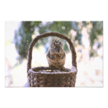 Winter Squirrel in Snow Photo Art