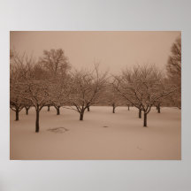 Winter Trees Sepa Colour Poster