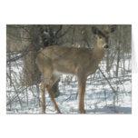 Winter Wonderland Card