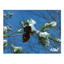Winters Beauty Post Card