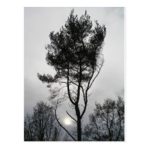 wintersun post cards