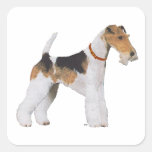 Wire Fox Terrier Square Stickers