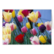 wishing you cards