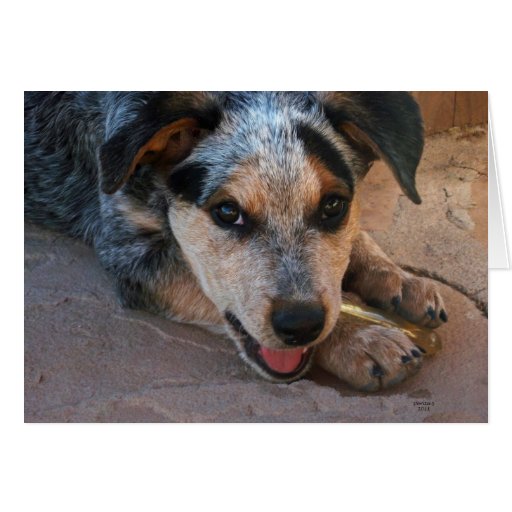 Wishing You Well Cattle Dog Puppy - Western Greeting Cards