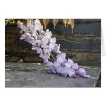 Wisteria at the Cloisters Greeting Card