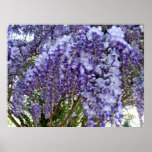 wisteria clump poster