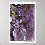 Wisteria Too Poster