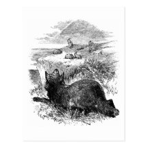 Wolf Watching Bunnies Postcard