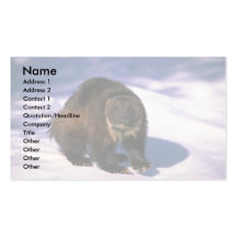 Wolverine on snow business card