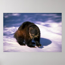 Wolverine on snow posters