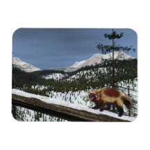 Wolverine Rectangle Magnet
