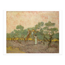 Women Picking Olives, Vincent van Gogh Post Card