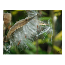 Wonders of Nature~ Seeds Postcard