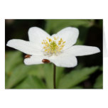 Wood Anemone Greeting Cards