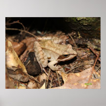 Wood Frog Poster
