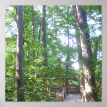 wood IMG_7440 Poster