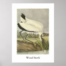 Wood Stork, John Audubon Poster