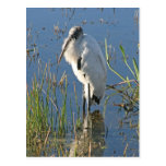 Wood Stork Postcards