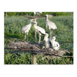 Wood storks on nest postcards