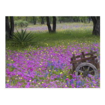 Wooden Cart in field of Phlox, Blue Bonnets with Postcard