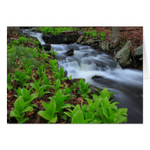 Woodland Stream and False Hellabore Wildflowers Card