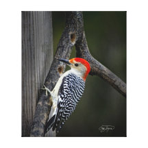 Woodpecker in Winter  Wrapped Canvas Gallery Wrap Canvas