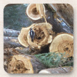 Woodpecker on Woodpile Coaster