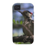 Woodpecker vo1 iPhone 4/4S covers