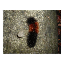 woolley caterpillar Postcard