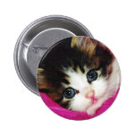 Worlds Cutest Kitten Pinback Buttons
