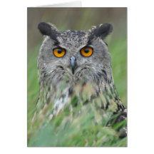Wowl Cards