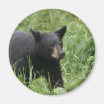 www.blackbearsite.com magnet