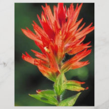 Wyoming Paintbrush Personalized Flyer