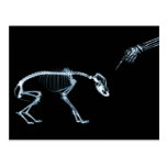 X-Ray Skeletons Bad Dog Blue Postcard