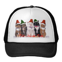 xmascats, Cute Xmas Cats, Xmas hats