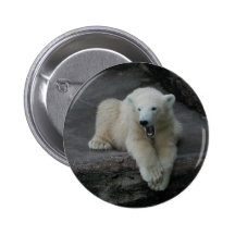 Yawning Polar bear cub Pinback Button