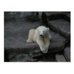 Yawning Polar bear cub Post Cards