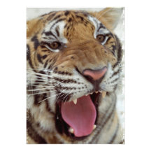 Year of Tiger Invitation