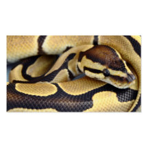 Yellow and Black Ball Python 3 Business Card