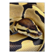 Yellow and Black Ball Python 3 Cards