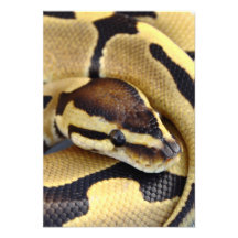 Yellow and Black Ball Python 3 Custom Announcement