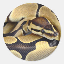 Yellow and Black Ball Python 3 Stickers