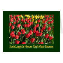 Yellow and Orange Tulips Greeting Cards